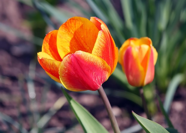 Fiori di tulipano rosso da vicino