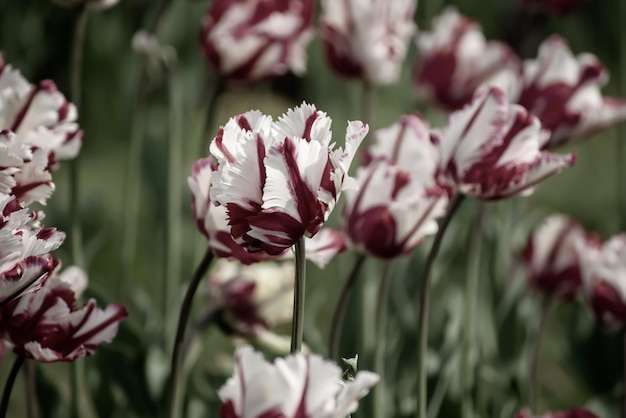 Fiori di tulipano rosso