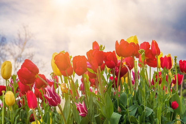 Fiori di tulipano rosso