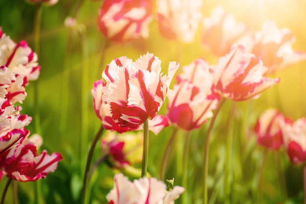 Fiori di tulipano rosso