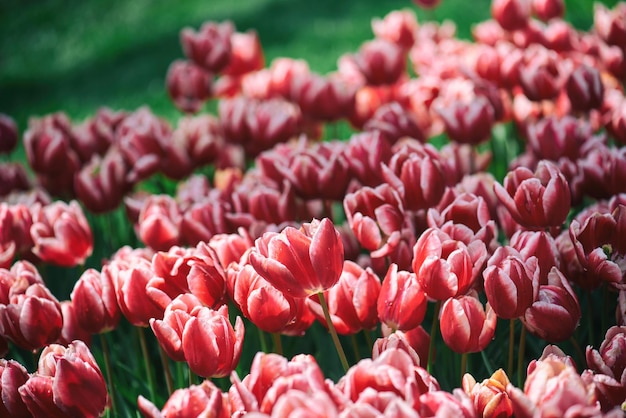 Fiori di tulipano rosso