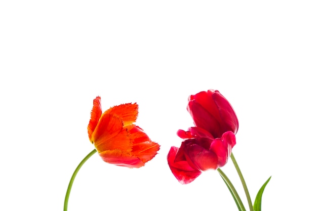 Fiori di tulipano su sfondo bianco con spazio per il vostro testo.
