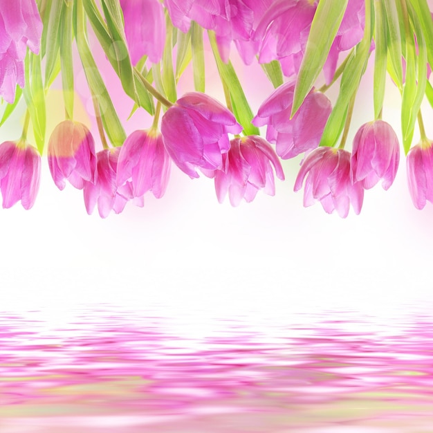 Fiori di tulipano sul bianco