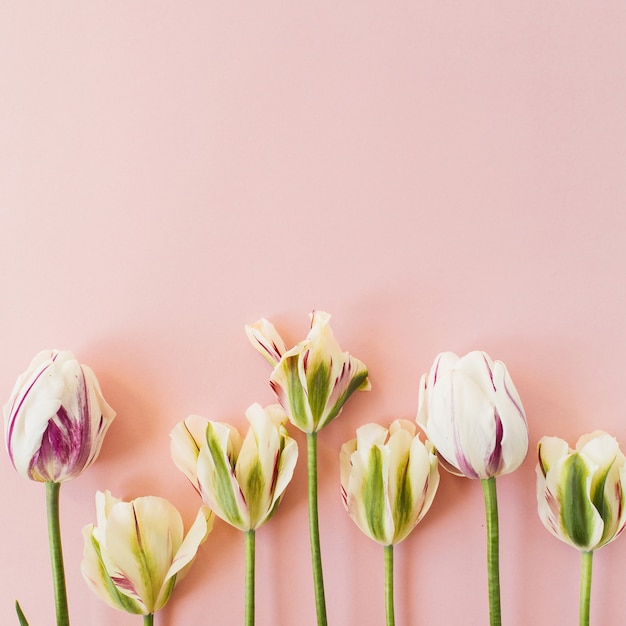 Fiori di tulipano sul rosa