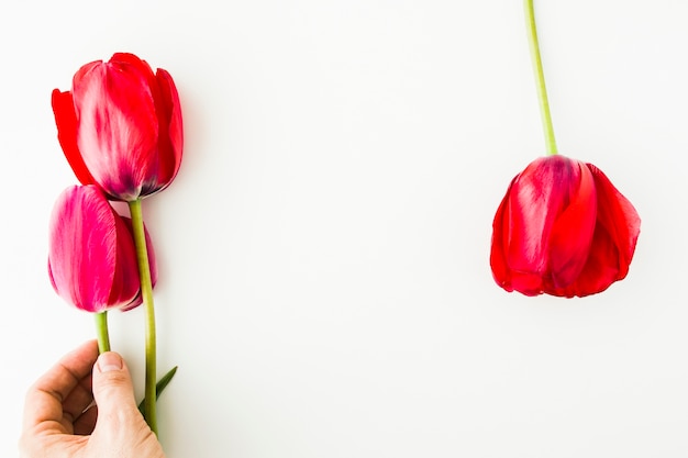 Fiori di tulipano sul tavolo bianco con mano umana