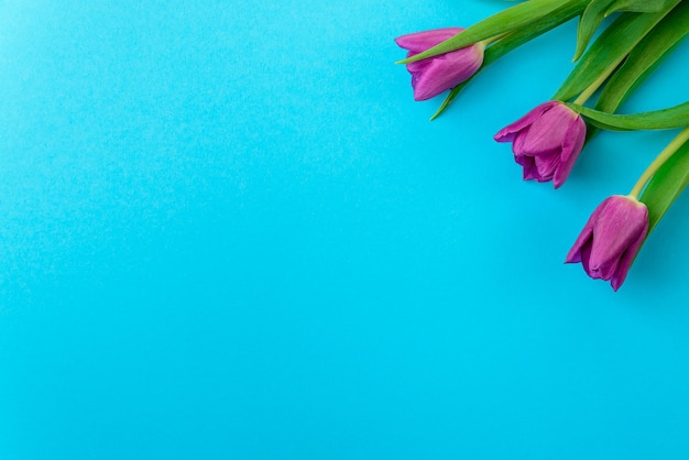 Fiori di tulipano viola su sfondo blu Spazio di copia vista dall'alto piatto