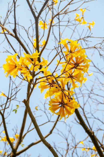 Fiori di un ipe giallo, con un bel cielo azzurro