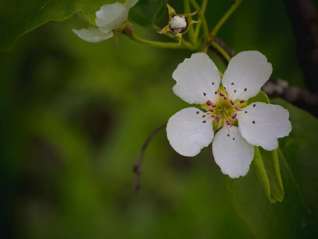 Fiori di un ramo di fioritura primaverile di sfondo estivo di pera