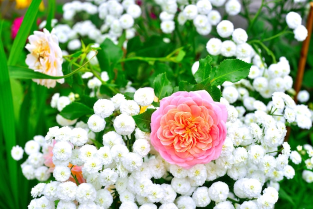 Fiori di una rosa e di un'achillea in un giardino sullo sfondo di un prato. Rosa e bianco nelle aiuole. Estate e natura