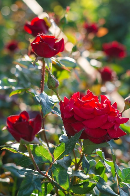 Fiori di una rosa rossa che fiorisce in un giardino aperto.