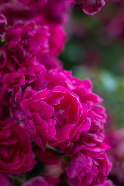 fiori di una rosa spray rosa