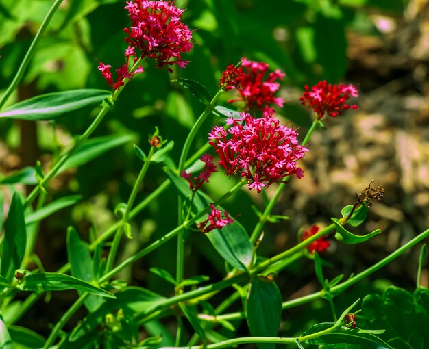 Fiori di valeriana rossa o Spur Valeriana baciami rapido volpi pennello e Giove barba