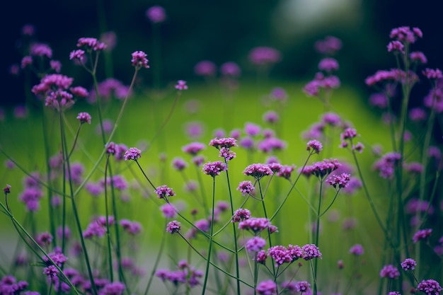 Fiori di verbena lilla nel prato.