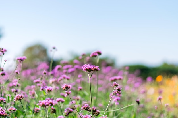 Fiori di verbena viola