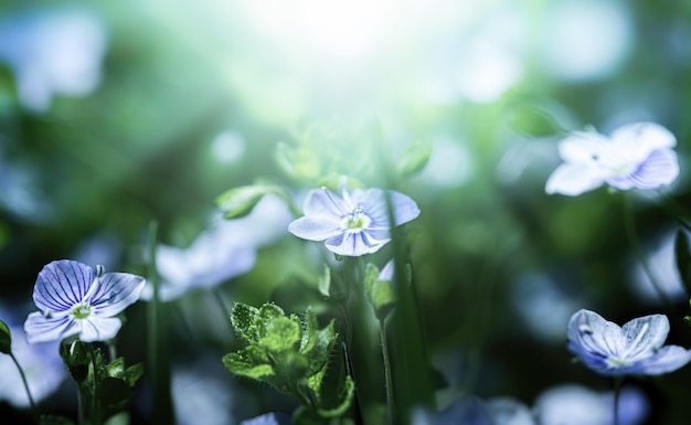 Fiori di Veronica filiformis - piccoli fiori blu sbocciati nel giardino. Sfondo naturale per il tema della primavera. Immagine morbida con messa a fuoco selettiva.