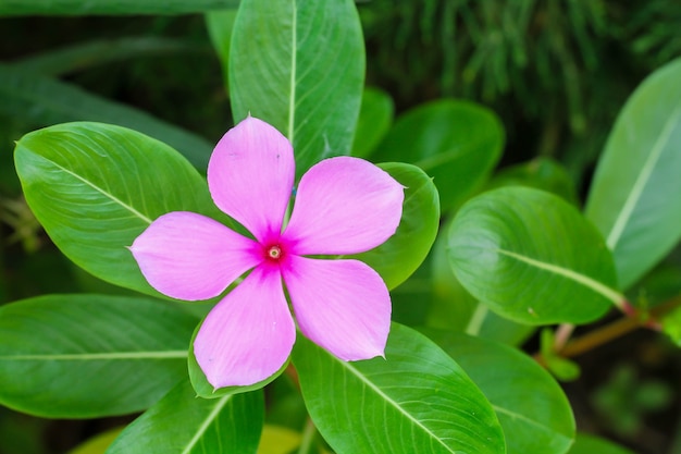 fiori di vinca rosa