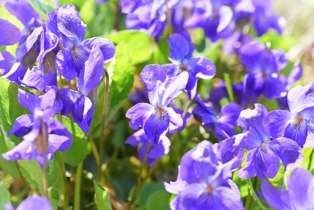 Fiori di viola sull'erba verde e soleggiata