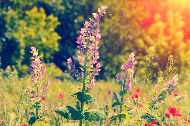 Fiori di Wilde sul campo