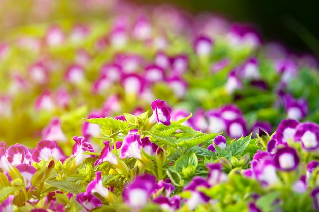 Fiori di Wishbone fiori che sbocciano in giardino con sfondo sotto la luce del sole Il soggetto è sfocato