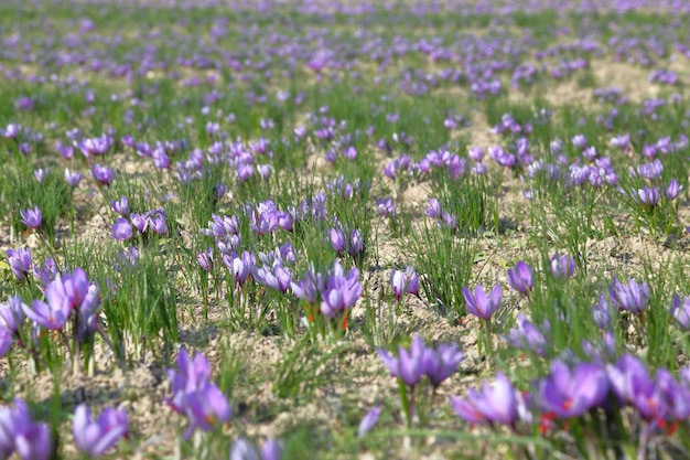 Fiori di zafferano in un campo