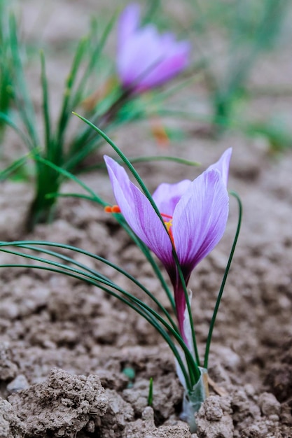 Fiori di zafferano su un campo di zafferano durante la fioritura.