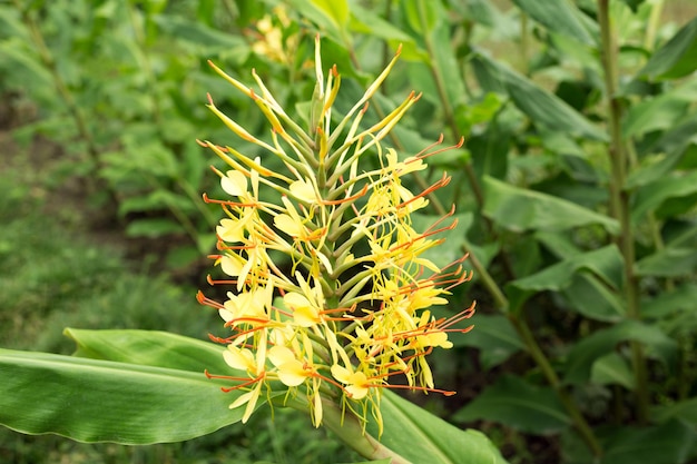 Fiori di zenzero Kahili Hedychium gardnerianum pianta