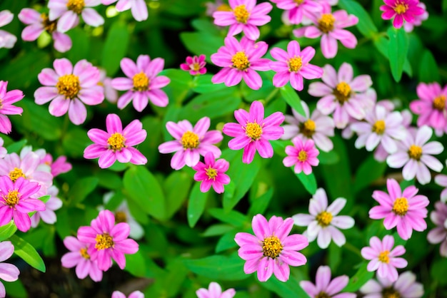 Fiori di zinnia del primo piano