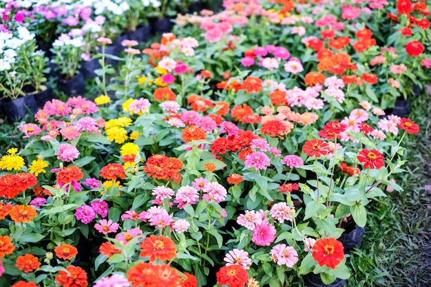 Fiori di zinnia nel giardino