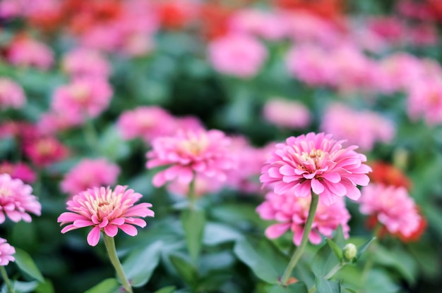 Fiori di zinnia nel giardino