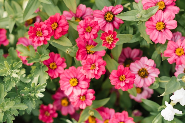 Fiori di zinnia rosa brillante in giardino in estate