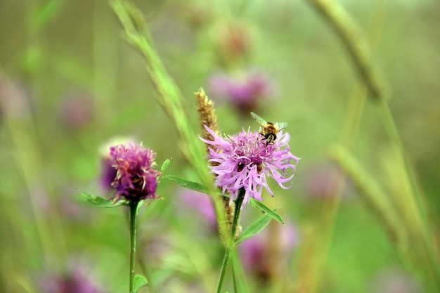 Fiori e api di bardana