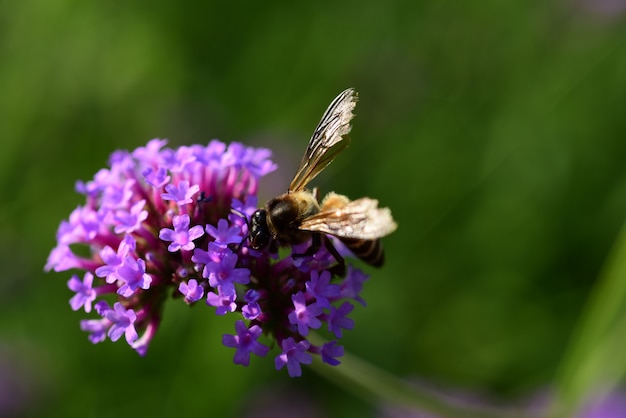 Fiori e api viola