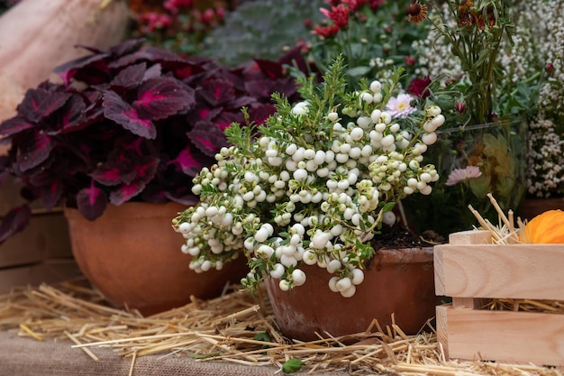 Fiori e arbusti autunnali in vaso Decorazioni autunnali