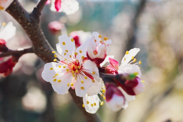 Fiori e boccioli bianchi primaverili