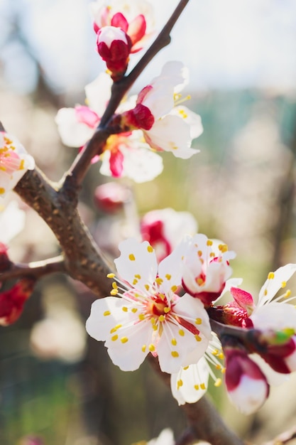 Fiori e boccioli bianchi primaverili