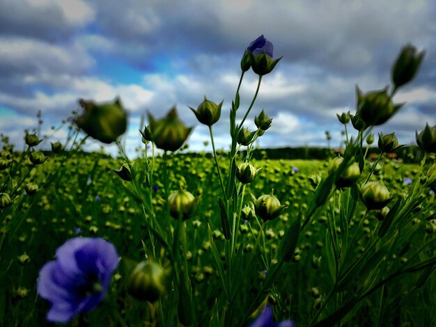 Fiori e boccioli che crescono sul campo