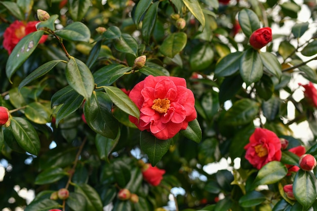 Fiori e boccioli di camelia rosa in fiore in Francia