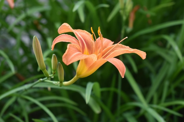 Fiori e boccioli di daylily in fiore nel giardino