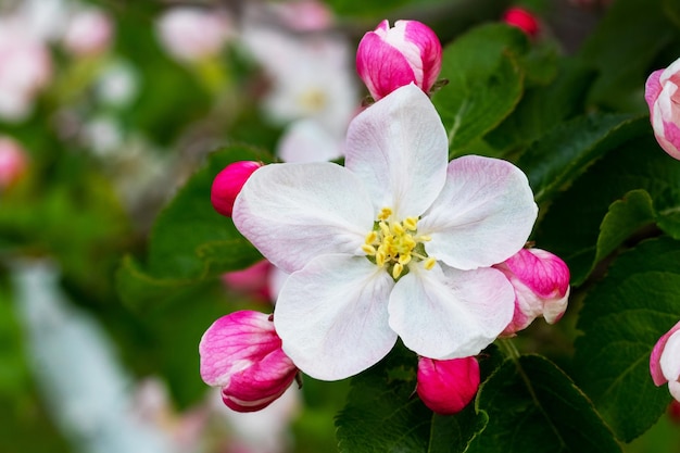 Fiori e boccioli di meli si chiudono su un albero. Ramo di melo durante la fioritura