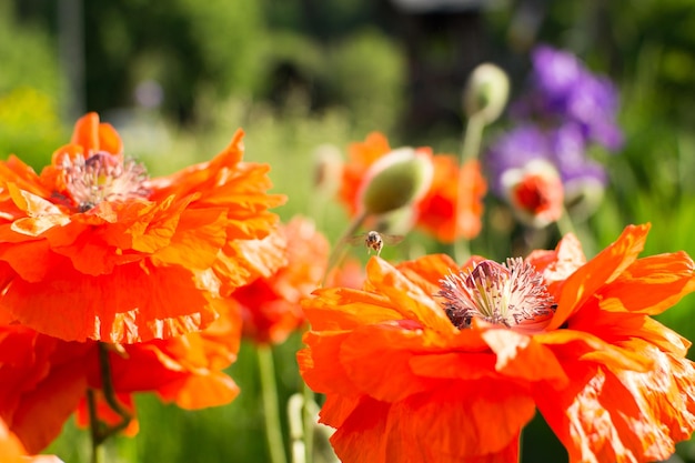 Fiori e boccioli di papavero rosso