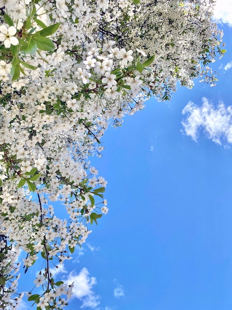 fiori e cielo in estate