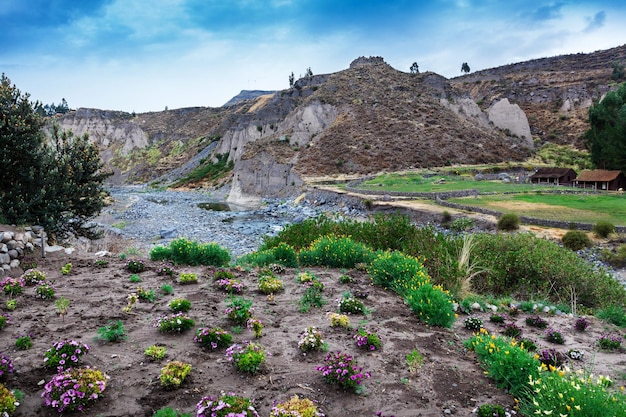 Fiori e fiume di montagna