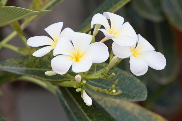 fiori e foglia bianchi di plumeria sul fondo della natura