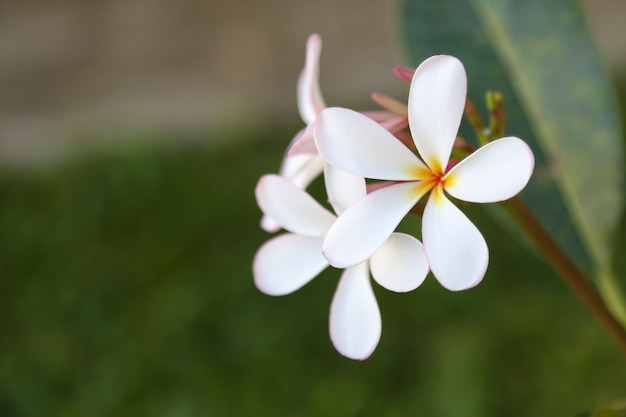 fiori e foglie bianchi di plumeria