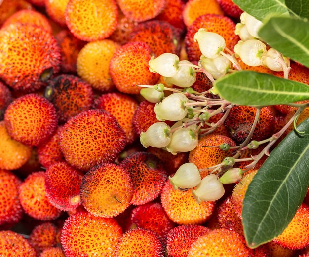 Fiori e foglie di corbezzolo. Avvicinamento.