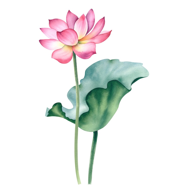 Foto fiori e foglie di loto rosa un'illustrazione ad acquerello disegnata a mano una composizione con un loto lili d'acqua cinese un modello per il design di cartoline postali inviti e tessuti