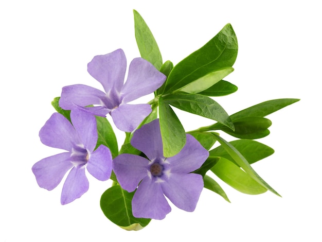 fiori e foglie di pervinca blu in fiore isolato su sfondo bianco