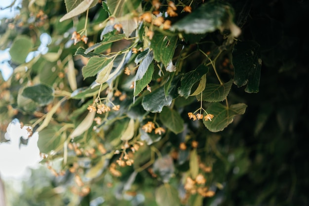 Fiori e foglie di tiglio o tilia