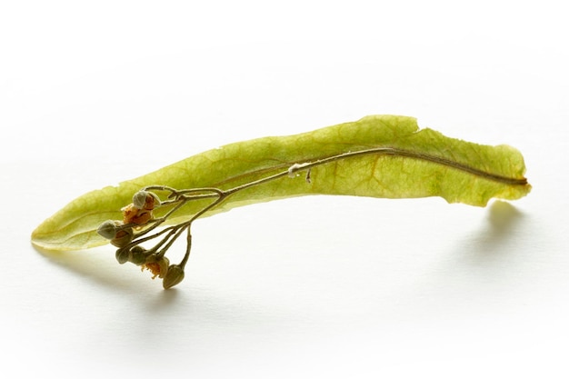 Fiori e foglie di tiglio secchi