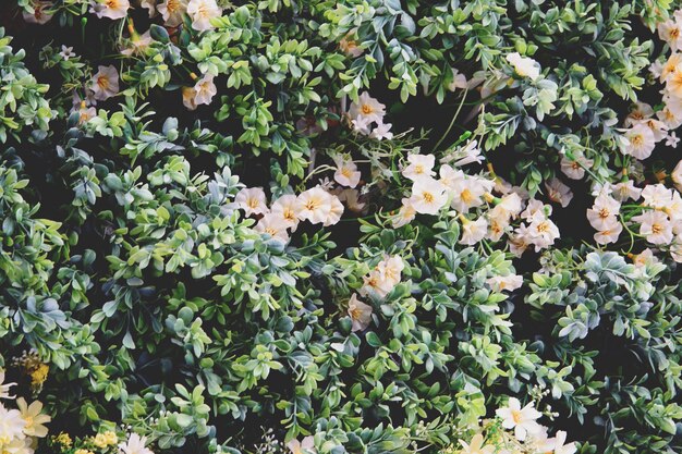 Fiori e foglie in plastica decorano